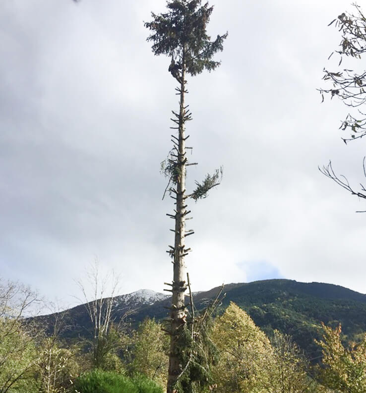 Élageur coupe branche d'arbre