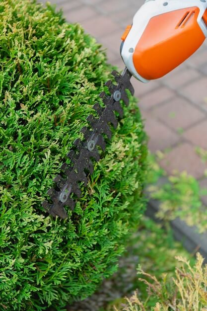 Élageur coupe branche d'arbre